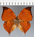  ( - CFC32237)  @11 [ ] copyright (2023) Center For Collection-Based Research Center For Collection-Based Research