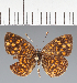  (Anthanassa sp. CF07 - CFC32530)  @11 [ ] copyright (2023) Center For Collection-Based Research Center For Collection-Based Research
