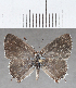  ( - CFC32659)  @11 [ ] copyright (2020) Christer Fahraeus Center For Collection-Based Research