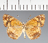 (Anthanassa sp. CF10 - CFC32727)  @11 [ ] copyright (2023) Center For Collection-Based Research Center For Collection-Based Research