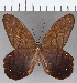  ( - CFC33020)  @11 [ ] copyright (2020) Christer Fahraeus Center For Collection-Based Research