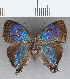  ( - CFC33568)  @12 [ ] Copyright (2020) Christer Fahraeus Center For Collection-Based Research