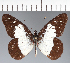  ( - CFC33688)  @11 [ ] copyright (2023) Center For Collection-Based Research Center For Collection-Based Research