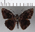  ( - CFC03371)  @11 [ ] Copyright (2019) Christer Fahraeus Center For Collection-Based Research