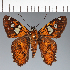  ( - CFC34095)  @11 [ ] copyright (2023) Center For Collection-Based Research Center For Collection-Based Research