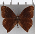  ( - CFC34229)  @11 [ ] copyright (2020) Christer Fahraeus Center For Collection-Based Research