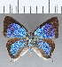  ( - CFC34455)  @11 [ ] Copyright (2020) Christer Fahraeus Center For Collection-Based Research