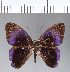  ( - CFC03470)  @11 [ ] Copyright (2018) Christer Fahraeus Center For Collection-Based Research