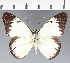  (Hesperocharis hirlanda - CFC34884)  @11 [ ] copyright (2023) Center For Collection-Based Research Center For Collection-Based Research