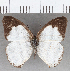  ( - CFC35030)  @11 [ ] copyright (2020) Christer Fahraeus Center For Collection-Based Research