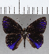  (Euselasia sp. CF251 - CFC35262)  @11 [ ] Copyright (2020) Christer Fahraeus Center For Collection-Based Research