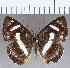  (Thisbe sp. CF08 - CFC35304)  @11 [ ] Copyright (2020) Christer Fahraeus Center For Collection-Based Research