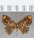  ( - CFC35376)  @11 [ ] Copyright (2020) Christer Fahraeus Center For Collection-Based Research