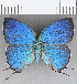  ( - CFC35480)  @11 [ ] Copyright (2020) Christer Fahraeus Center For Collection-Based Research
