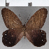  ( - CFC35510)  @11 [ ] copyright (2020) Christer Fahraeus Center For Collection-Based Research