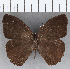  (Harjesia obscura - CFC35629)  @11 [ ] Copyright (2020) Christer Fahraeus Center For Collection-Based Research