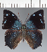  ( - CFC35817)  @11 [ ] copyright (2023) Center For Collection-Based Research Center For Collection-Based Research