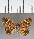  (Anthanassa sp. CF01 - CFC35884)  @11 [ ] copyright (2021) Center For Collection-Based Research Center For Collection-Based Research