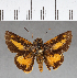  ( - CFC03597)  @11 [ ] Copyright (2018) Christer Fahraeus Center For Collection-Based Research