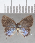  ( - CFC35989)  @11 [ ] copyright (2020) Christer Fahraeus Center For Collection-Based Research
