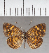  ( - CFC35993)  @11 [ ] copyright (2021) Center For Collection-Based Research Center For Collection-Based Research