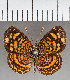  (Anthanassa sp. CF02 - CFC35997)  @11 [ ] copyright (2021) Center For Collection-Based Research Center For Collection-Based Research