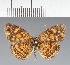  (Anthanassa sp. CF12 - CFC36100)  @11 [ ] copyright (2023) Center For Collection-Based Research Center For Collection-Based Research