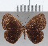  ( - CFC36149)  @11 [ ] Copyright (2020) Christer Fahraeus Center For Collection-Based Research