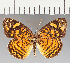  (Anthanassa sp. CF04 - CFC36165)  @11 [ ] copyright (2021) Center For Collection-Based Research Center For Collection-Based Research