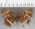  (Anthanassa sp. CF06 - CFC36368)  @11 [ ] copyright (2021) Center For Collection-Based Research Center For Collection-Based Research