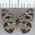  ( - CFC36396)  @11 [ ] Copyright (2020) Christer Fahraeus Center For Collection-Based Research