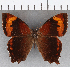  ( - CFC36656)  @11 [ ] copyright (2020) Christer Fahraeus Center For Collection-Based Research