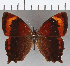  ( - CFC36985)  @11 [ ] copyright (2020) Christer Fahraeus Center For Collection-Based Research