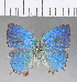  ( - CFC03705)  @11 [ ] Copyright (2018) Christer Fahraeus Center For Collection-Based Research