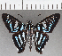  (Tarsoctenus sp. CF04 - CFC37218)  @11 [ ] copyright (2021) Center For Collection-Based Research Center For Collection-Based Research
