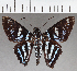  ( - CFC37220)  @11 [ ] copyright (2021) Center For Collection-Based Research Center For Collection-Based Research