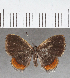  (Sarota sp. CF02 - CFC37429)  @11 [ ] copyright (2021) Center For Collection-Based Research Center For Collection-Based Research