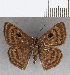  (Cyclosemia sp. CF02 - CFC37727)  @11 [ ] copyright (2021) Center For Collection-Based Research Center For Collection-Based Research