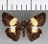  (Potamanaxas sp. CF01 - CFC37735)  @11 [ ] copyright (2021) Center For Collection-Based Research Center For Collection-Based Research