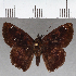  (Polyctor sp. CF01 - CFC37848)  @11 [ ] copyright (2021) Center For Collection-Based Research Center For Collection-Based Research