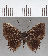  (Sarota sp. CF07 - CFC38205)  @11 [ ] copyright (2021) Center For Collection-Based Research Center For Collection-Based Research