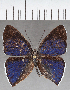  (Euselasia sp. CF291 - CFC38385)  @11 [ ] copyright (2021) Center For Collection-Based Research Center For Collection-Based Research