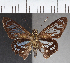  (Phanus sp. CF01 - CFC38388)  @11 [ ] copyright (2021) Center For Collection-Based Research Center For Collection-Based Research