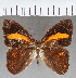  (Euselasia sp. CF293 - CFC38421)  @11 [ ] copyright (2021) Center For Collection-Based Research Center For Collection-Based Research