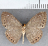  (Eurybia sp. CF140 - CFC38433)  @11 [ ] copyright (2021) Center For Collection-Based Research Center For Collection-Based Research