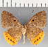  (Eurybia sp. CF144 - CFC38717)  @11 [ ] copyright (2021) Center For Collection-Based Research Center For Collection-Based Research
