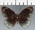 (Eunicini - CFC38942)  @11 [ ] copyright (2023) Center For Collection-Based Research Center For Collection-Based Research
