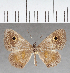  (Perophthalma sp. CF07 - CFC39008)  @11 [ ] copyright (2021) Center For Collection-Based Research Center For Collection-Based Research