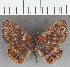  ( - CFC39272)  @11 [ ] copyright (2021) Center For Collection-Based Research Center For Collection-Based Research