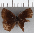  (Eretris sp. CF07 - CFC39275)  @11 [ ] copyright (2021) Center For Collection-Based Research Center For Collection-Based Research